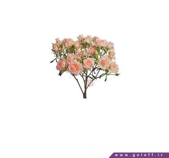 دسته گل طبیعی - دسته گل رز مینیاتوری سوییت سارا - Roses | گل آف